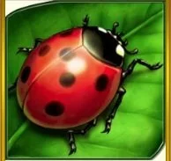 Lucky ladybug